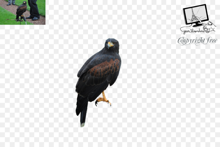 Eagle Vulture Fauna Becco - Uccelli Rapaci