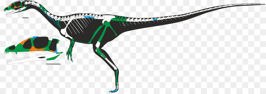 Dracoraptor Ceratosaurus Scheletro Di Dinosauro Giurassico - Dinosauro