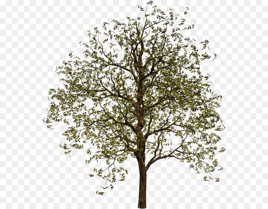 Tree Clip Art - Baum