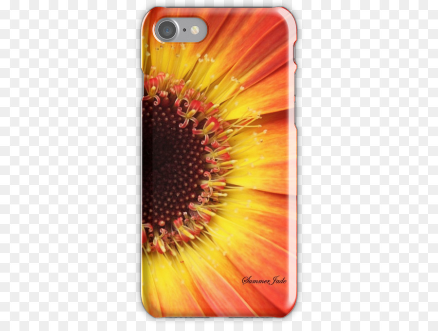 Common sunflower Transvaal daisy-Handy-Zubehör Handys iPhone - Orange Gerbera