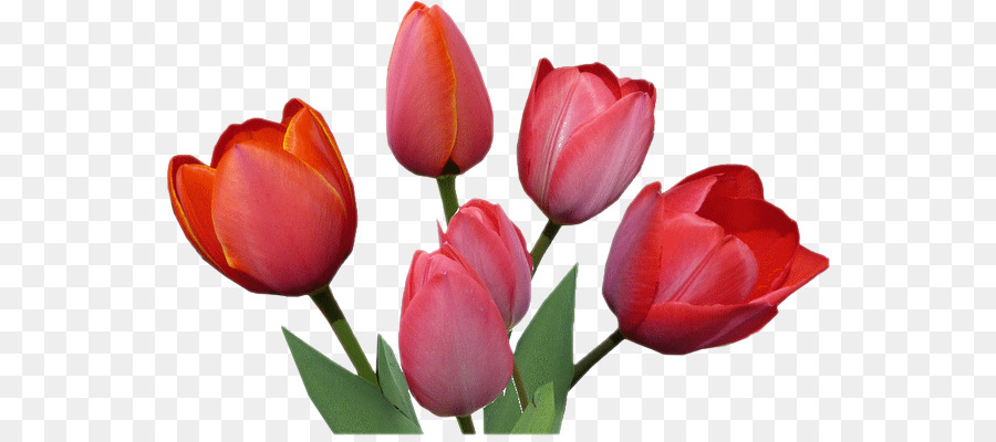 Tulip fiori recisi Petalo staminali Vegetali - Tulipano