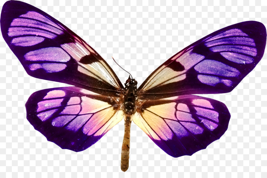 Vua bướm họ bướm pieridae Gossamer cánh bướm Moth - bướm