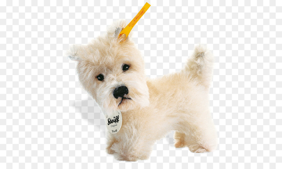 West Highland White Terrier, Malteser Hund Havaneser Hund, Goldendoodle Schnoodle - Welpen