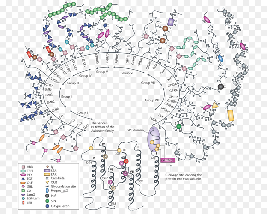 Recettori accoppiati a proteine G proteina Transmembrana - altri