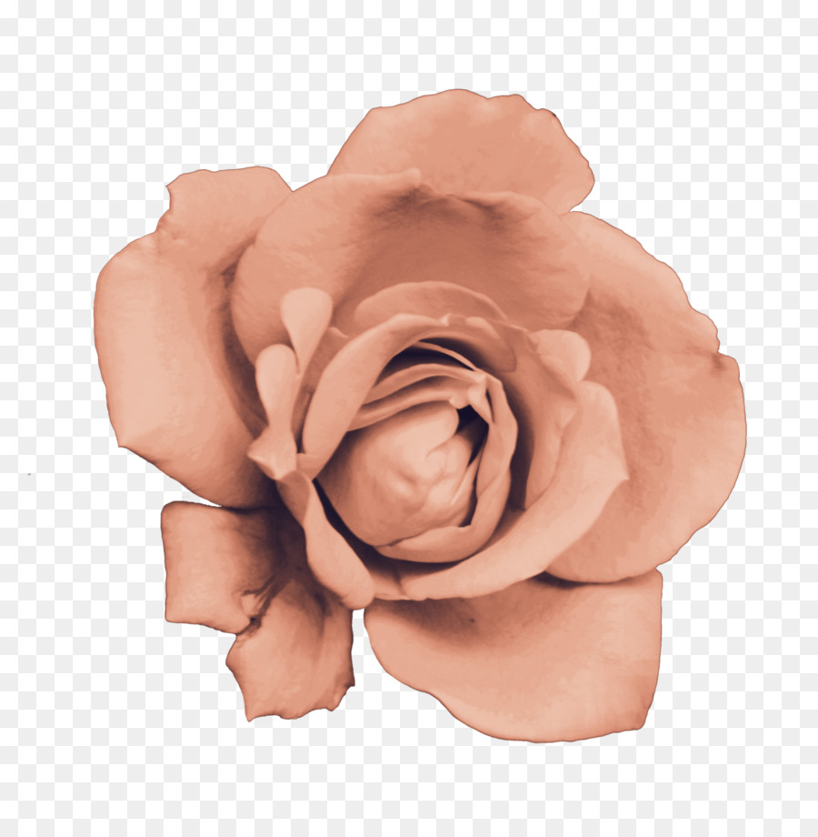 Garten Rosen Schneiden, Blumen Rosa M - Rose