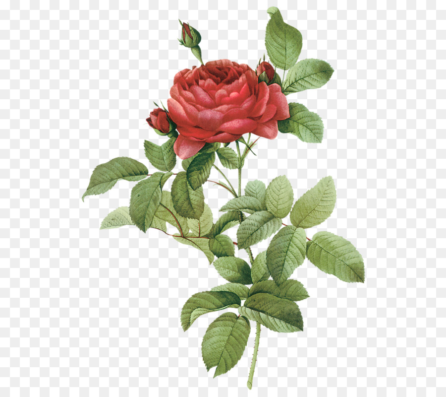 Rose francese di rosa damascena Flower - fiore