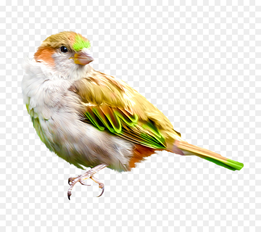 House Sparrow-Vogel Finch, Zeichnung - Vogel