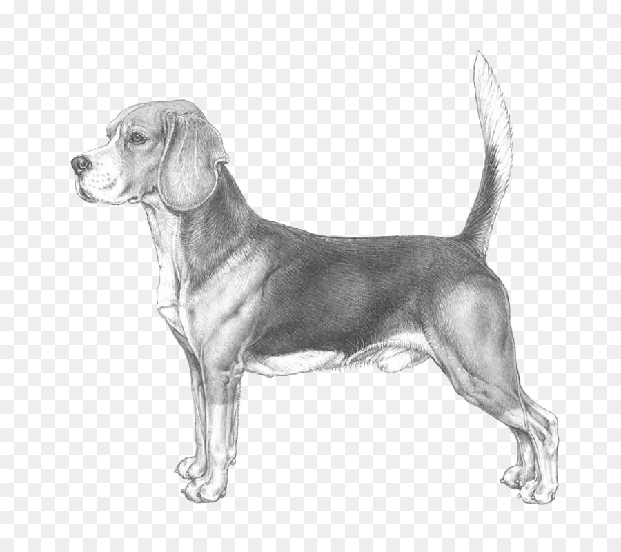 Beagle tiếng chó săn cáo Anh-pháp, trò chơi Nhỏ săn Liên Cynologique Quốc Giống - cuộc đua