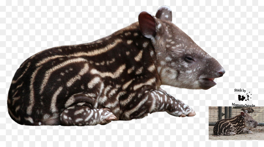 Tapir Wildlife