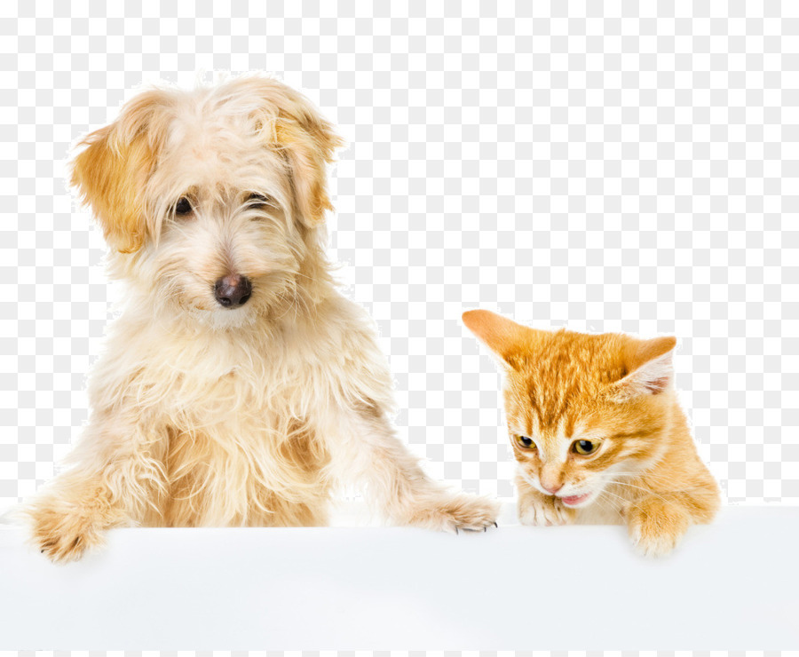 Hund–Katze-Beziehung Hund–Katze-Beziehung Pet-Stock Fotografie - Hund
