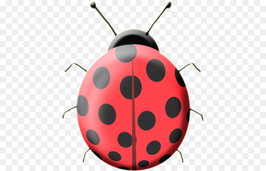 Coccinella, coleottero di Colore Asian lady beetle Rosso - coccinella