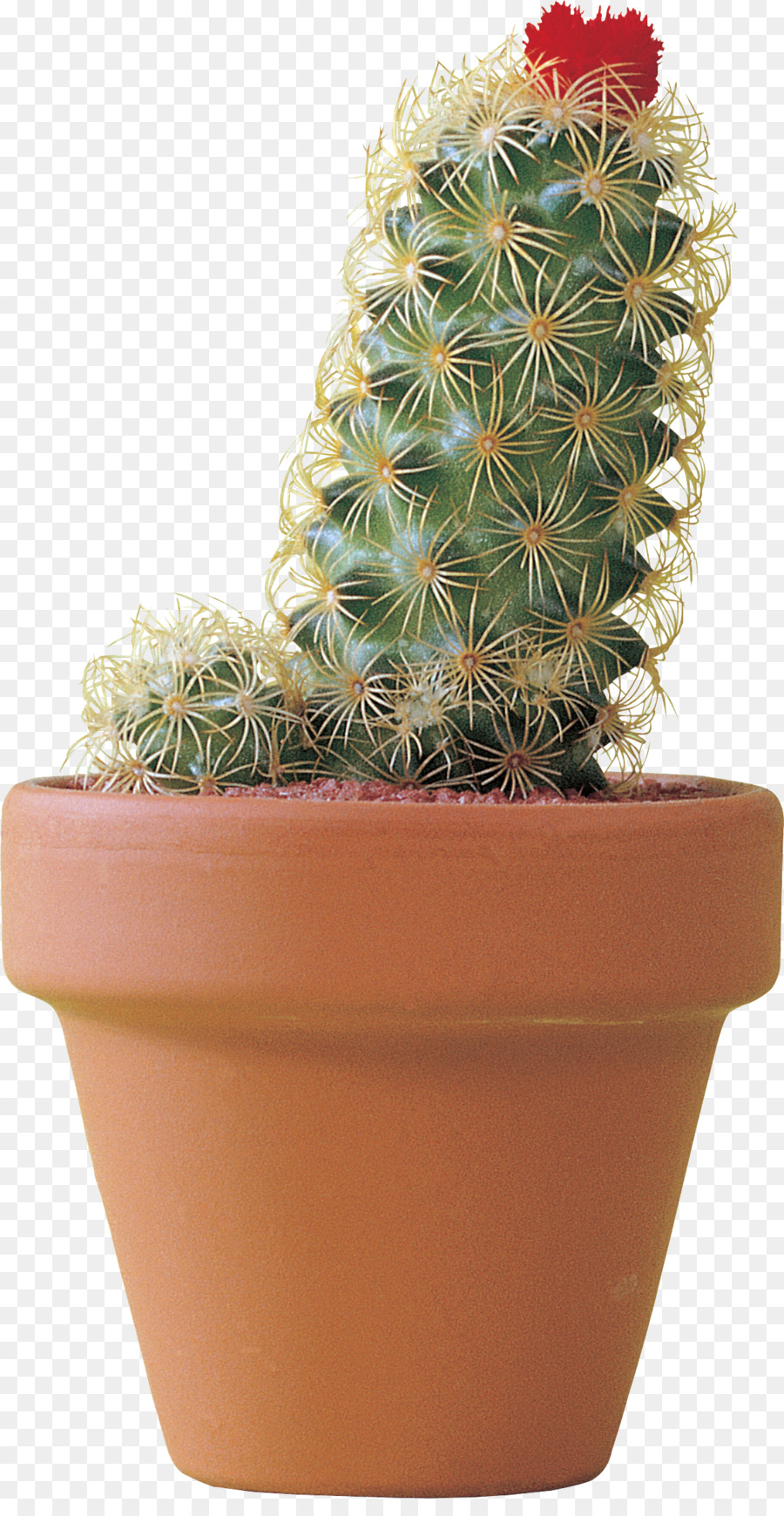 Blumentopf Citroën Cactus M Strawberry hedgehog Kaktus Zimmerpflanze Cactaceae - andere