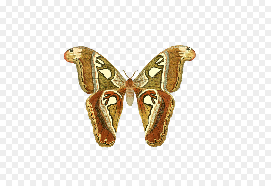 Optionen Strategien Binäre option Butterfly Trading-Strategie - Schmetterling