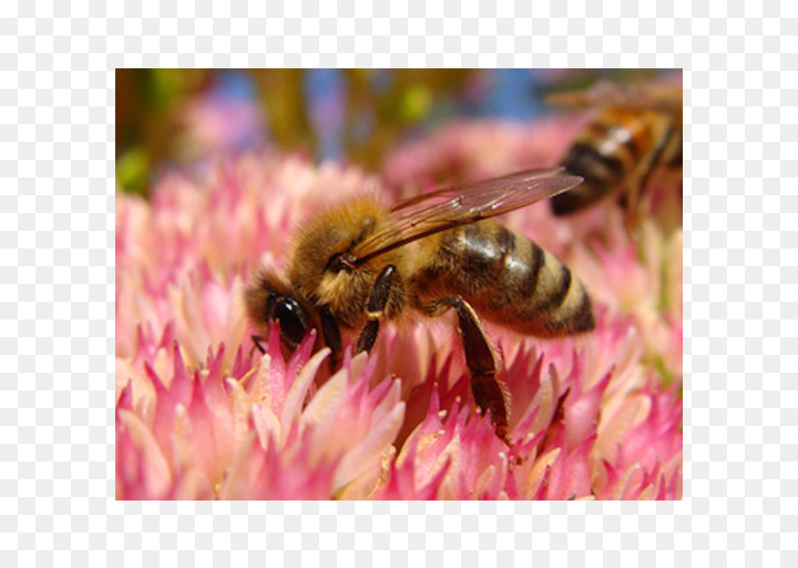 Honey bee Hornet Nektar, Pollen - Biene
