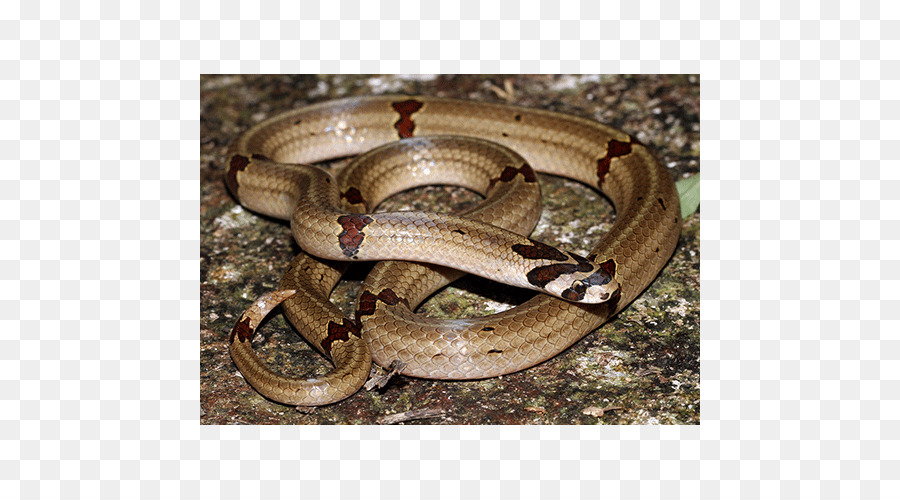 Boa constrictor Strumpfschlange Kingsnakes Terrestrial animal - Schlange