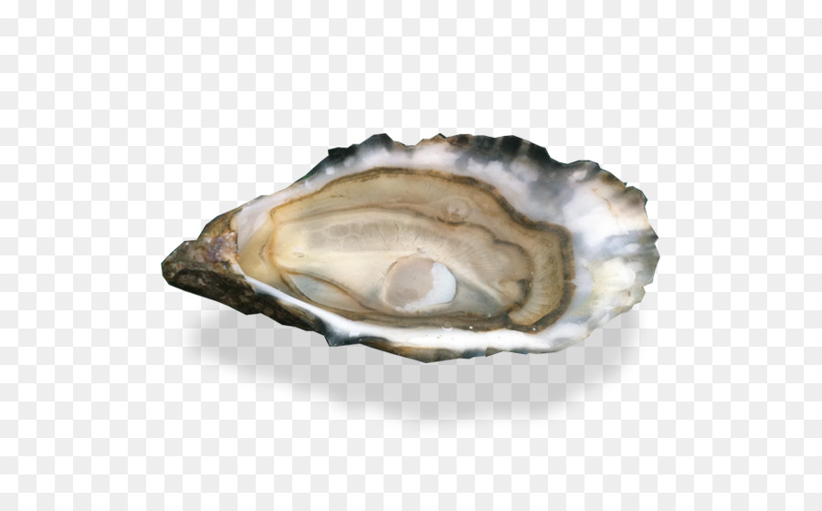 Muschel Oyster Au Thon Bleu Muschel Scallop - andere