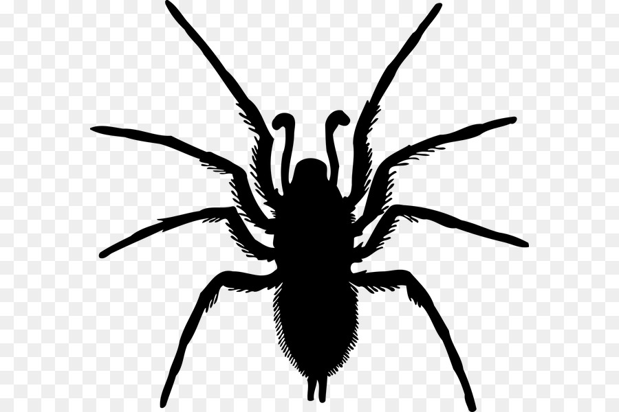 Spider Sơ, côn trùng Clip nghệ thuật - con nhện