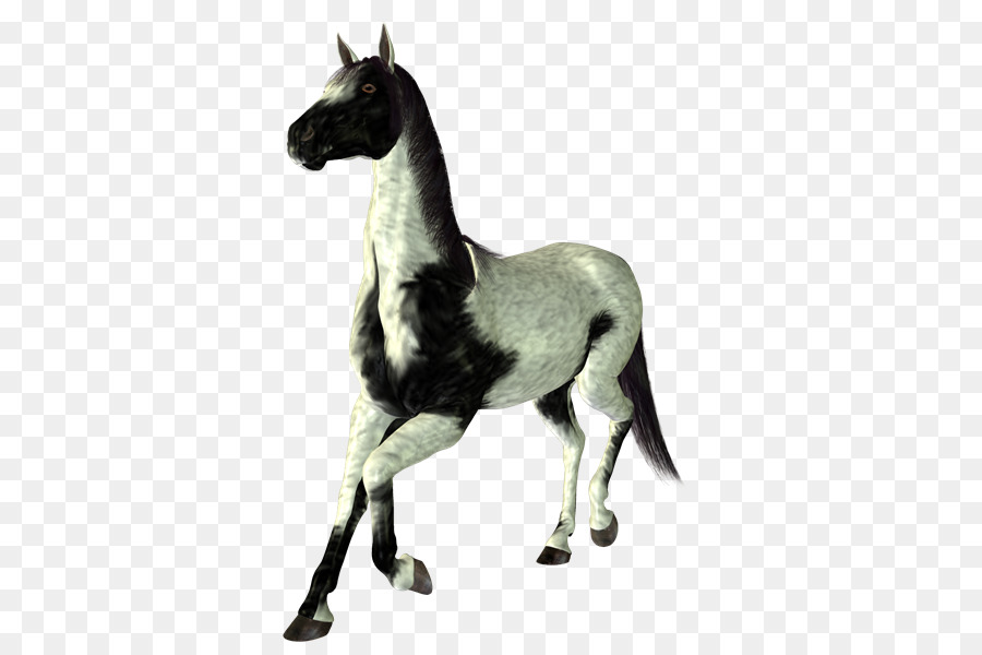 Mustang Puledro Stallone Puledro Mare - cavallo
