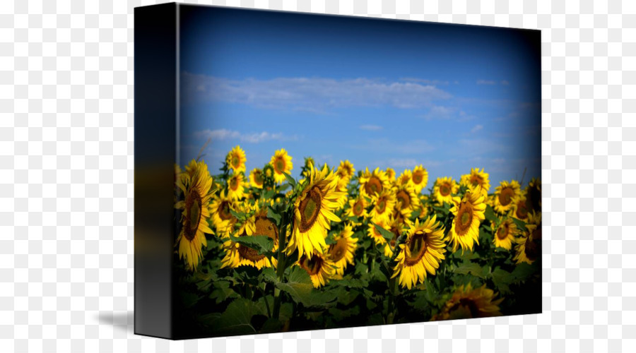 Common sunflower Sonnenblumen Bilderrahmen Sky plc - Sonnenblumen Feld