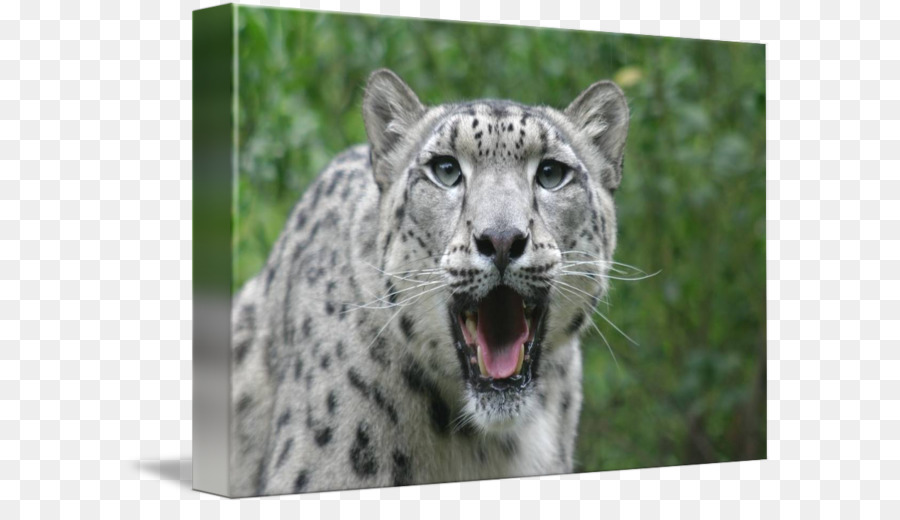 Snow leopard Schnurrhaare Schnauze Terrestrischen Tier - Leopard