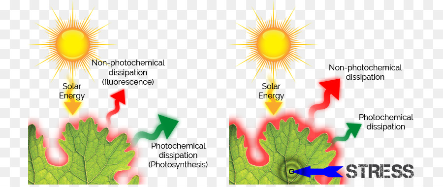 La fluorescenza clorofilliana Fotosintesi Kautsky effetto - dell'efficienza fotosintetica