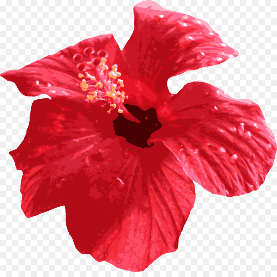 Shoeblackplant fiori recisi Rosso Petalo - fiore