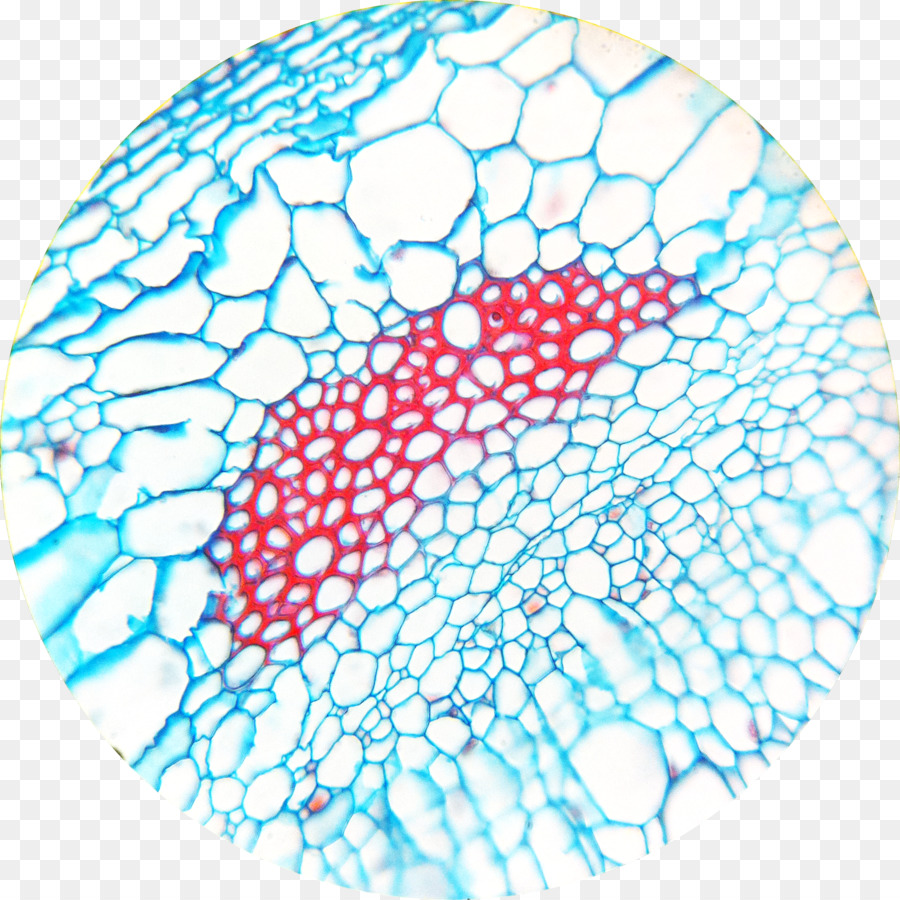 Sclereid Blatt-Mikroskop Fiber Esclerénquima - Blatt