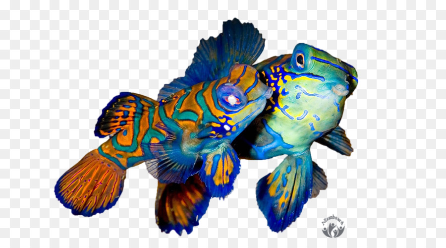 Blu cobalto Mandarinfish di biologia Marina di pesci Tropicali - pesce