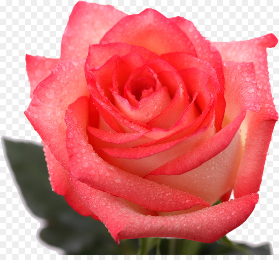 Garten Rosen Kohl rose, Floribunda Cut Blumen Blütenblatt - rosa Rosen