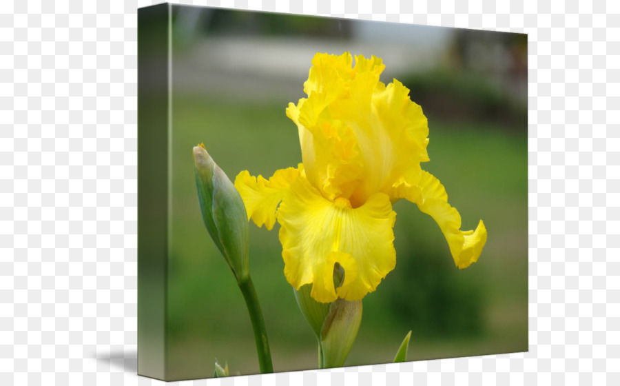 Iris pseudacorus Iridi d'Arte floreale di Kiev - fiore di iris