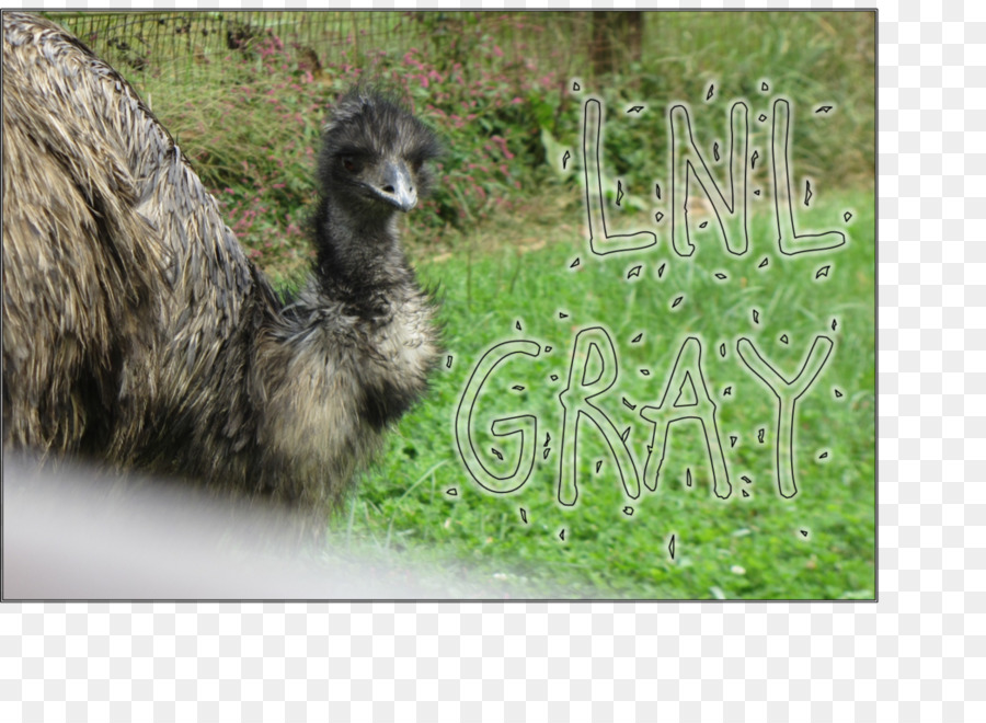 Emu Comune di struzzo Lama Fauna Pascolo - uem