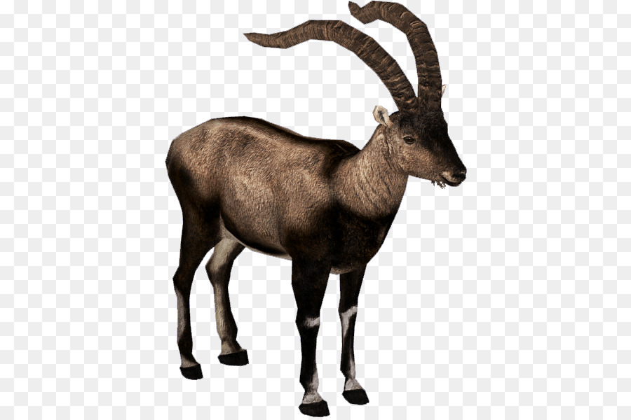 Stambecco dei Pirenei ibex Antilope Pirenei Bezoar ibex - estinto clipart