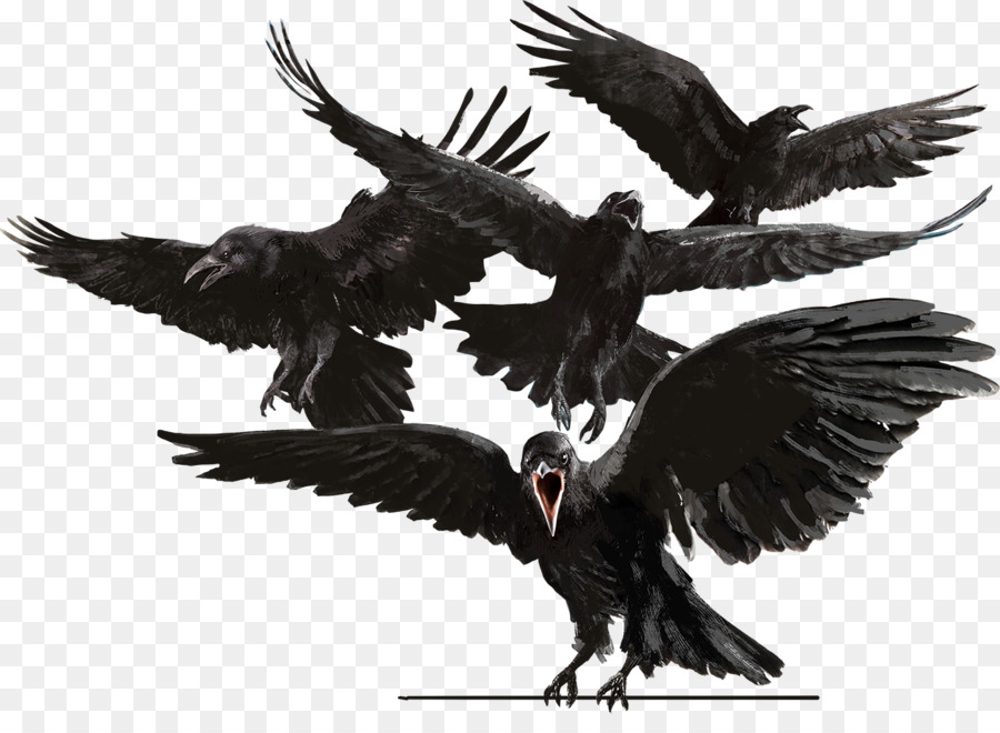 Uccelli Comuni corvo Il corvo Corvo Aquila - uccello