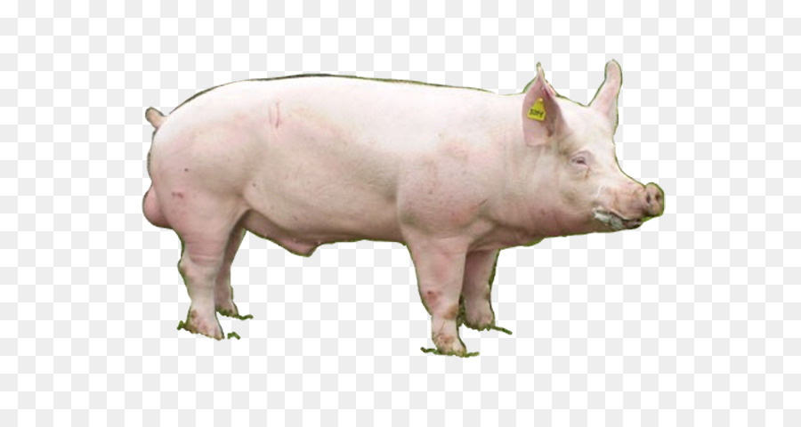 Pig ' s ear Tschechischen weiße edle Schwein hausschwein Farm park - Eier Der Östlichen