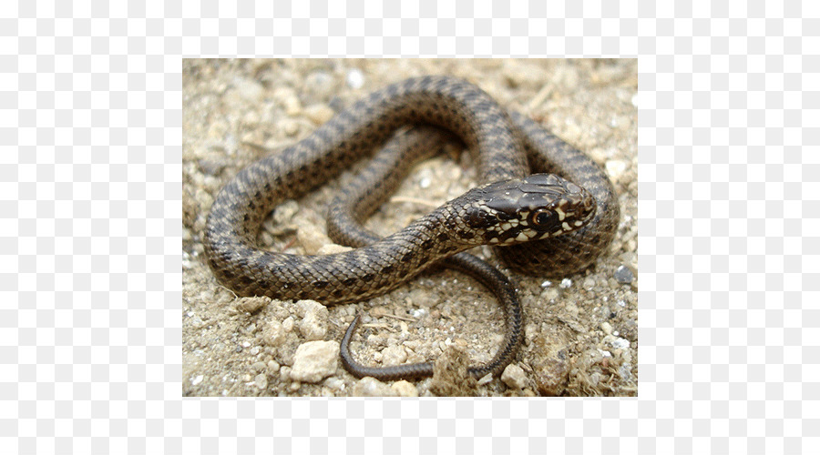 Sidewinder Kingsnakes Hognose serpente biacco - serpente