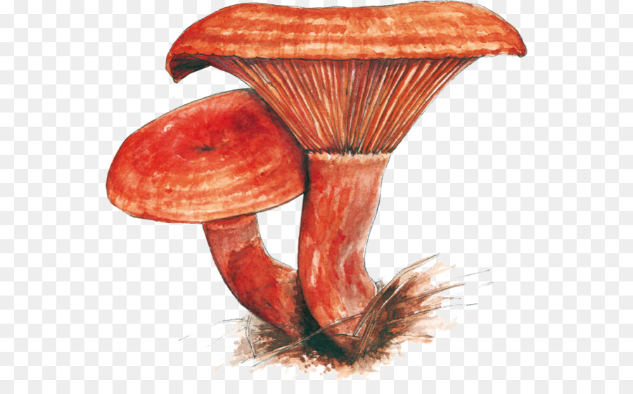 Funghi commestibili funghi Medicinali Medicina - funghi