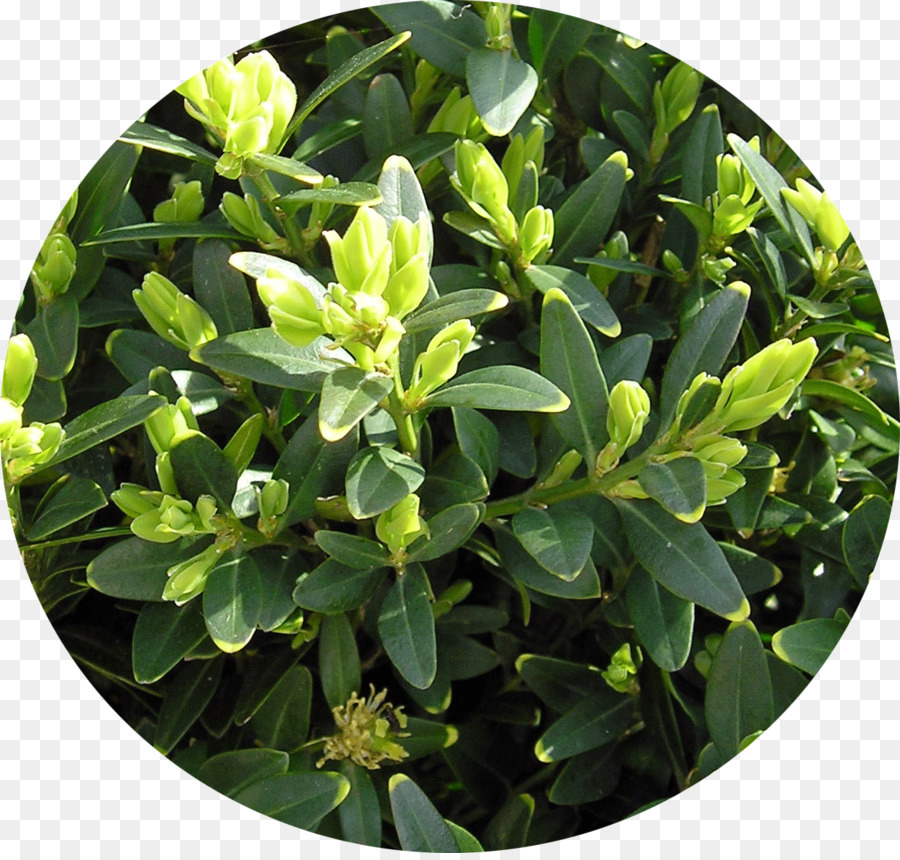 Evergreen Buxus sempervirens Arbusto Pianta Buxus microphylla - impianto