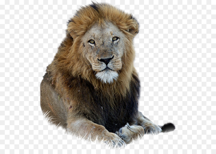 East African lion Lionhead coniglio - leone in esecuzione