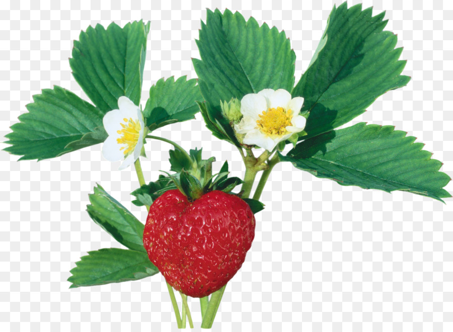 Strawberry, Berry, Wild Strawberry, Varenye, Red Raspberry, Raspberry, Curr...