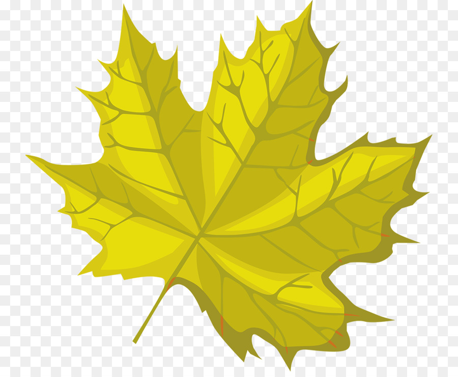 Maple leaf die Symmetrie - Blatt