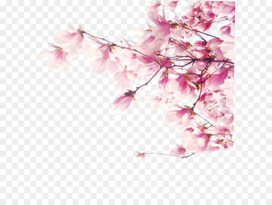 Hängen Liebe Herz cherry blossom desktop wallpaper - Kirschblüte