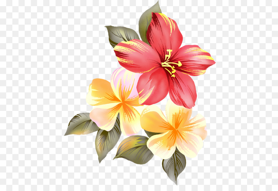 Schnittblumen Shoeblackplant - Blume