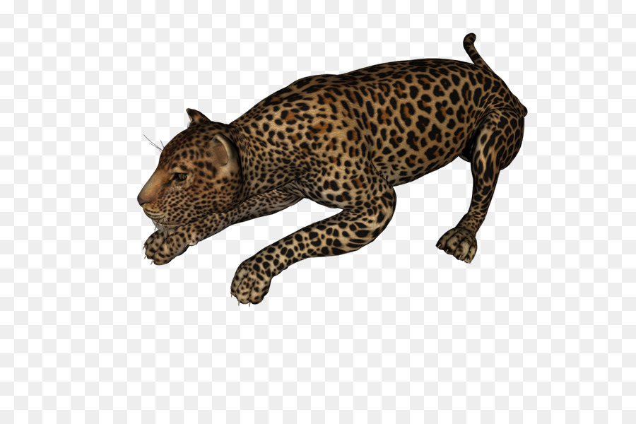 Leopard Jaguar Cheetah PhotoScape Clip art - Leopardo persiano