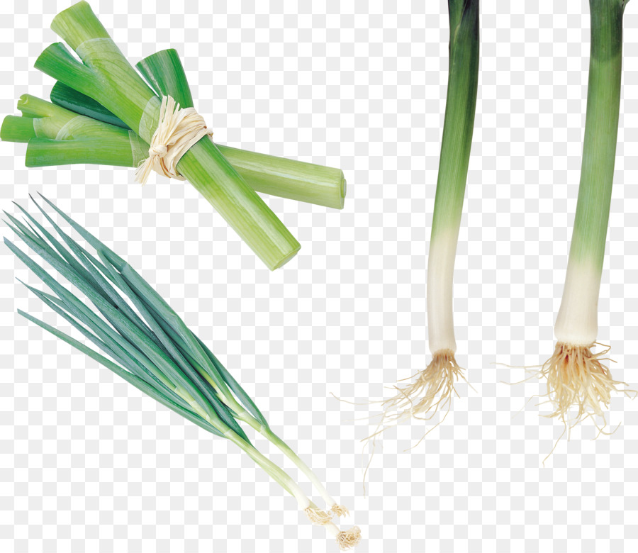 Allium fistulosum Zwiebel-Knoblauch-Porree-Gemüse - Zwiebel
