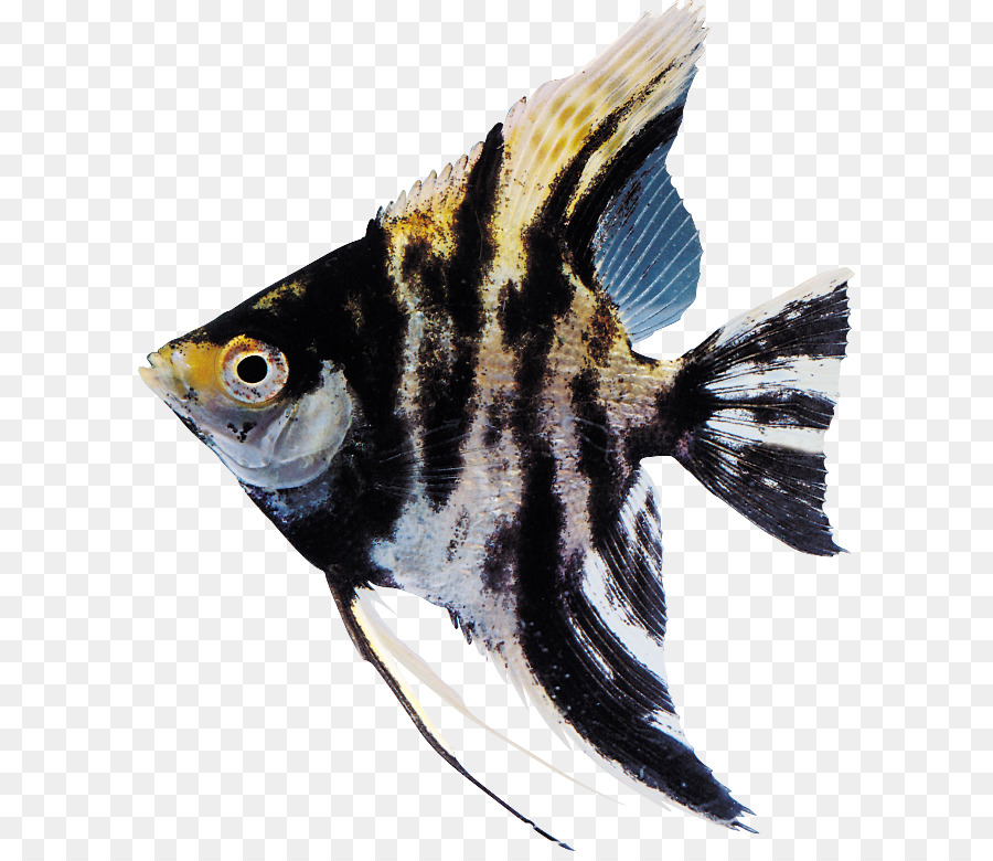 Goldfisch - Fisch