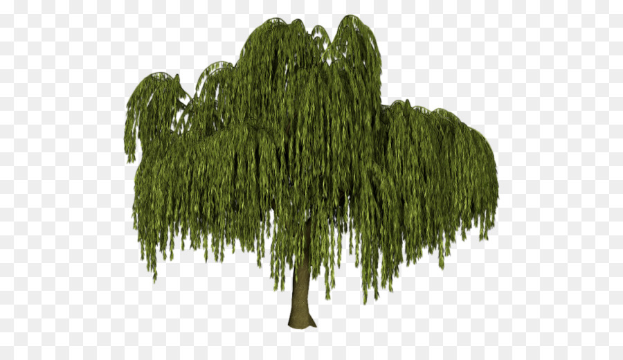 Baum Weeping willow, Black willow, Salix alba Pflanze - Salix