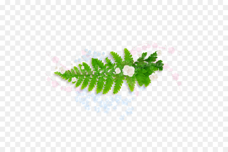 Blatt Burknar Grüne Pflanze - Blatt