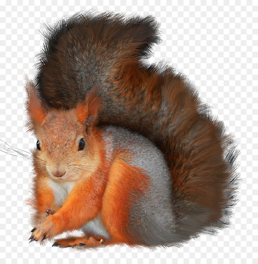 Baum Eichhörnchen Fotografie-clipart - Haustier
