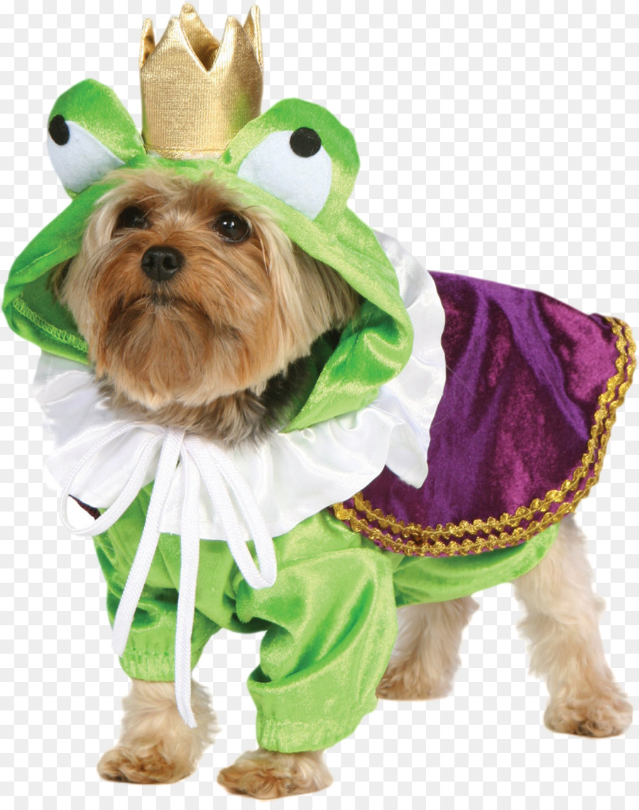 Welpe Hund der Rasse Chow Chow, Yorkshire Terrier-Kostüm - Welpen