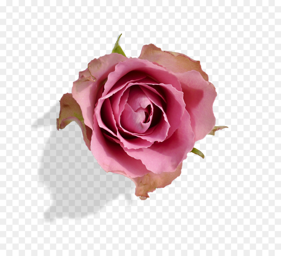 Garden roses Einführung in die Vererbungslehre Cabbage rose Quotation - Zitat